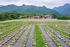 陕西省夏收夏播进度均超过八成