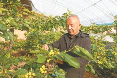 土棚连温室 樱桃错峰熟 ——杨凌示范区高家村的“种植经”