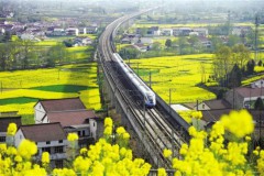 “一枝花”带火一座城 汉中以花为媒撬动“春日经济”