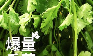 「好多好多香菜皮蛋牛肉比萨」重生归来