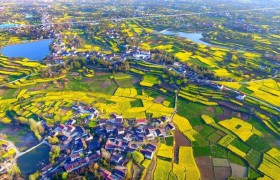 南郑陈村：万亩油菜含苞待放 筹备工作有条不紊