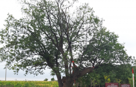 陕西临渭：保护古树名木 厚植深绿根基