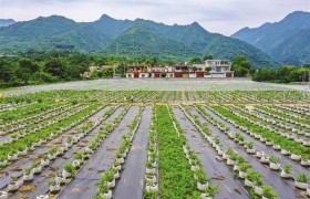 陕西省夏收夏播进度均超过八成