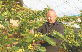 土棚连温室 樱桃错峰熟 ——杨凌示范区高家村的“种植经”
