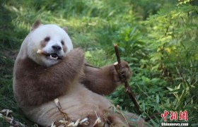 人这一辈子，一定要去一趟西安！