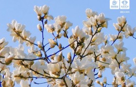 西安春日赏花地推荐
