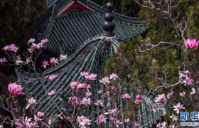 陕西汉中：400余年古旱莲如期盛开