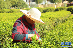 2024陕西汉中仙毫茶叶开采 市场供需两旺
